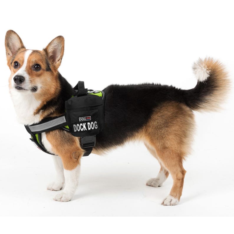 May include: A Corgi dog wearing a black and green harness with a black pouch. The pouch is printed with the text "DOCK DOG". The harness includes reflective strips for safety.