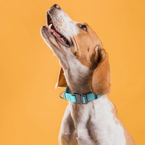 Puede incluir: Un perro Beagle con pelaje marr&oacute;n y blanco, que lleva un collar azul claro con una hebilla negra. El perro mira hacia arriba con la boca abierta sobre un fondo amarillo.