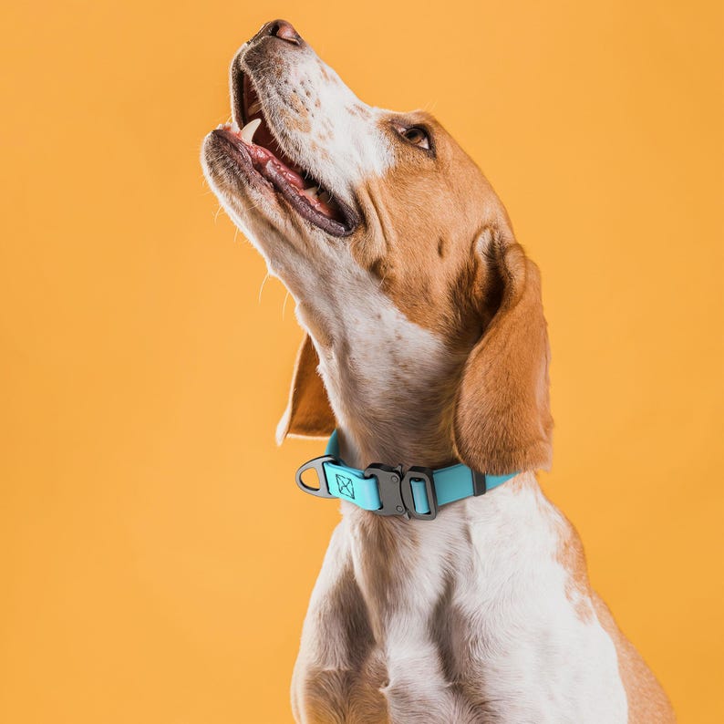 Puede incluir: Un perro Beagle con pelaje marr&oacute;n y blanco, que lleva un collar azul claro con una hebilla negra. El perro mira hacia arriba con la boca abierta sobre un fondo amarillo.