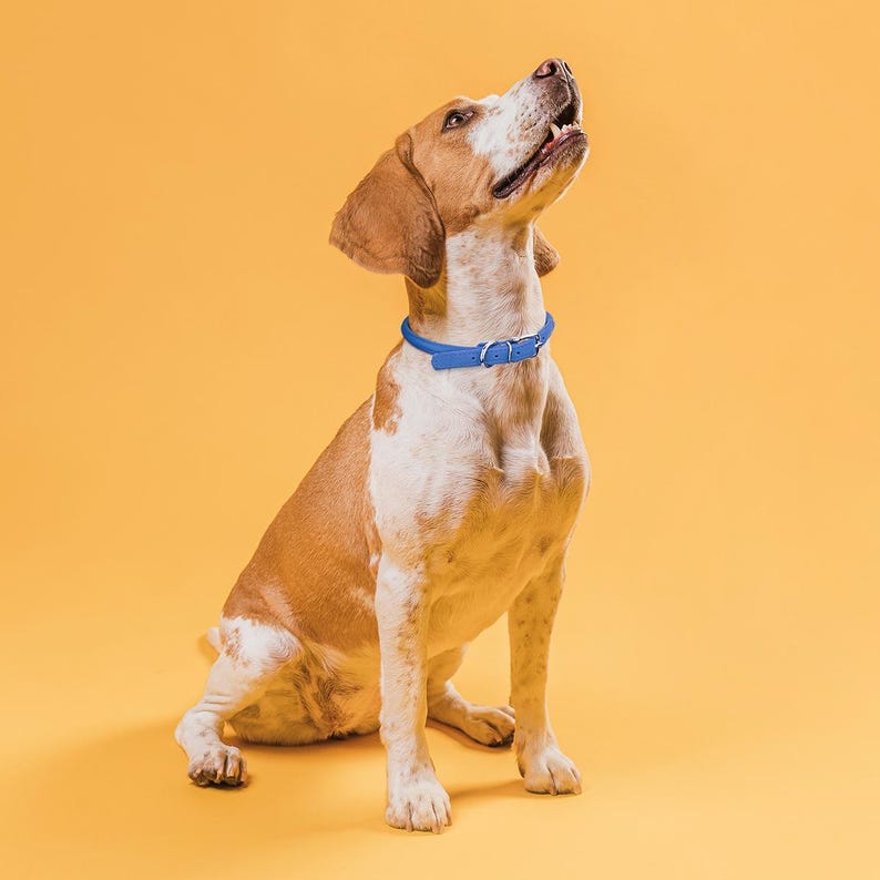 May include: A brown and white dog with a blue collar sitting on a yellow background.