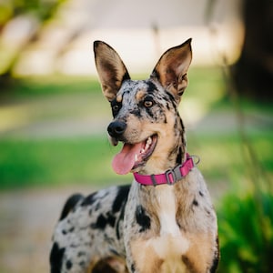 Puede incluir: Un perro de tama&ntilde;o mediano con un pelaje moteado de negro, gris y marr&oacute;n, que lleva un collar rosa brillante. El perro tiene orejas grandes y erguidas y se ve una lengua rosa. El fondo es verde borroso.