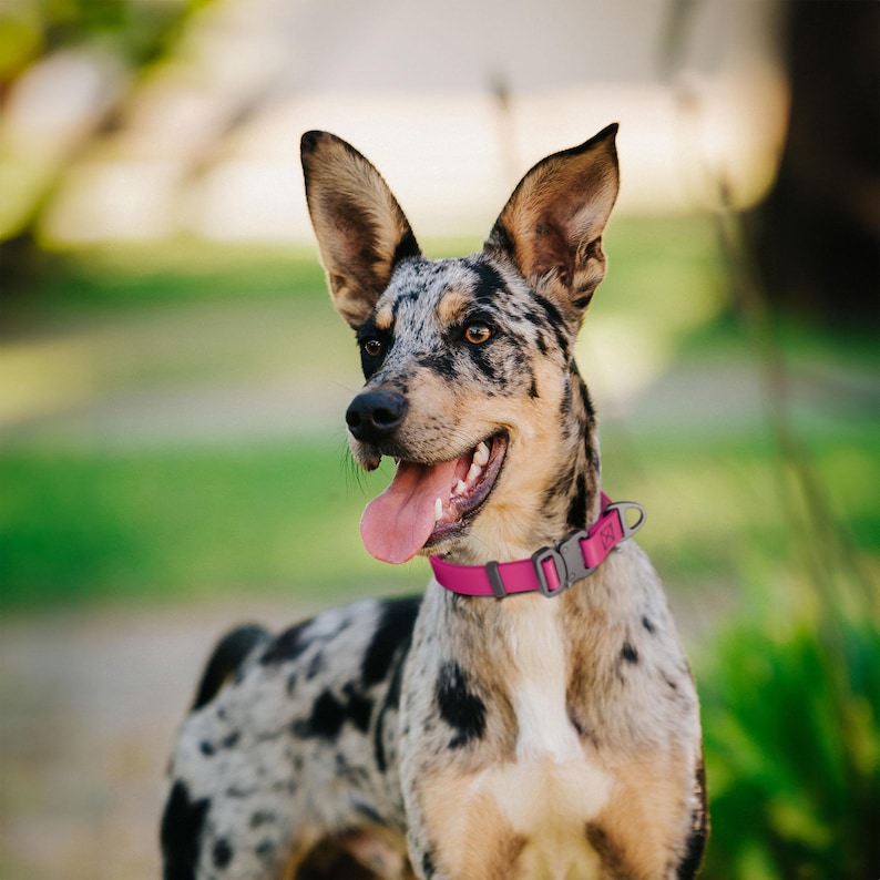 Puede incluir: Un perro de tama&ntilde;o mediano con un pelaje moteado de negro, gris y marr&oacute;n, que lleva un collar rosa brillante. El perro tiene orejas grandes y erguidas y se ve una lengua rosa. El fondo es verde borroso.