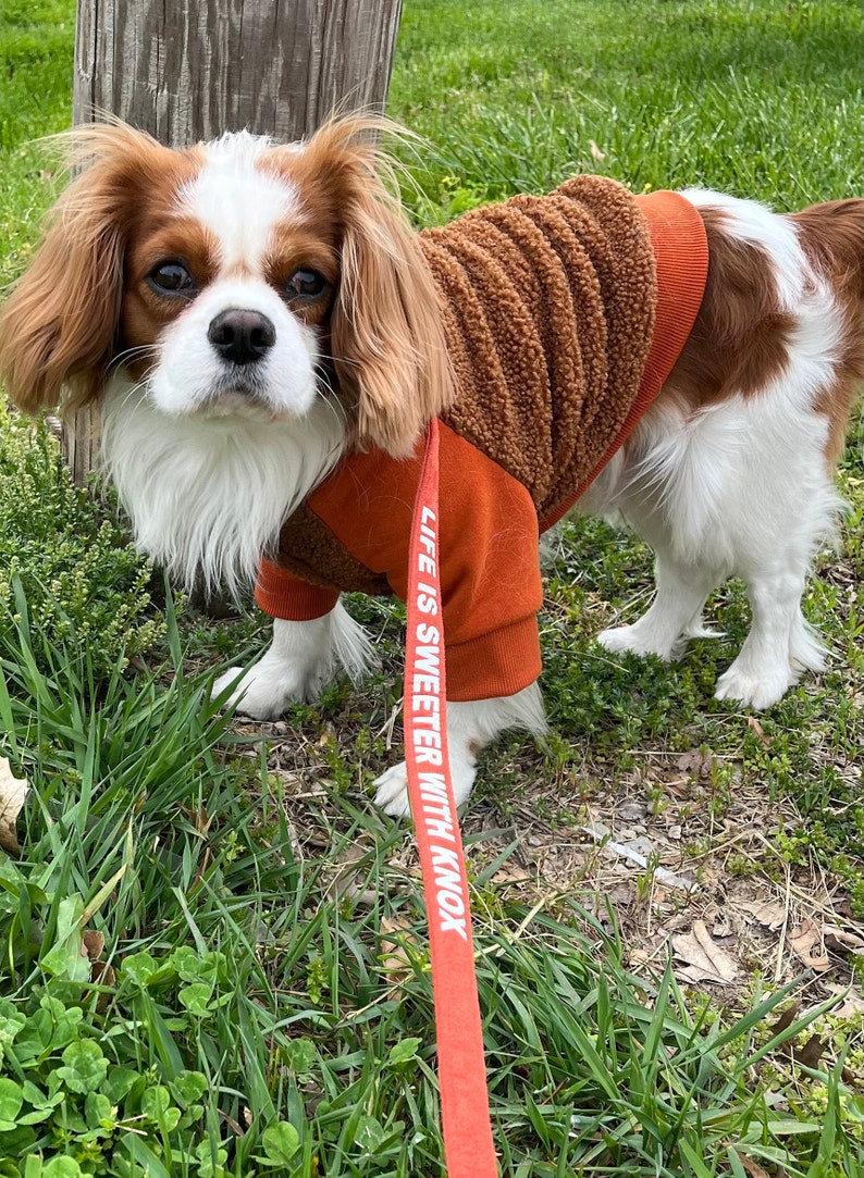 May include: A Cavalier King Charles Spaniel wearing a brown and orange fleece sweater with the text "Life is Sweeter with Knox" on a red leash. The dog is standing on green grass.