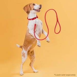 May include: A beagle dog wearing a red collar stands on its hind legs, looking up at a red leash. The dog is on a yellow background. *Leash sold separately*