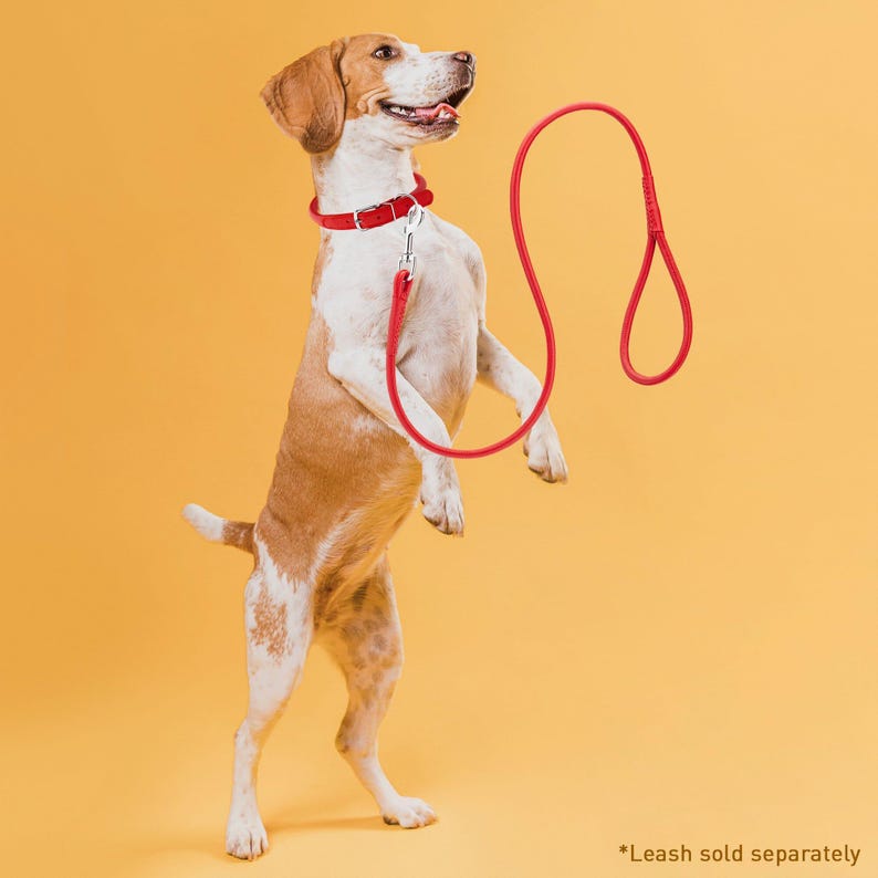 May include: A beagle dog wearing a red collar stands on its hind legs, looking up at a red leash. The dog is on a yellow background. *Leash sold separately*