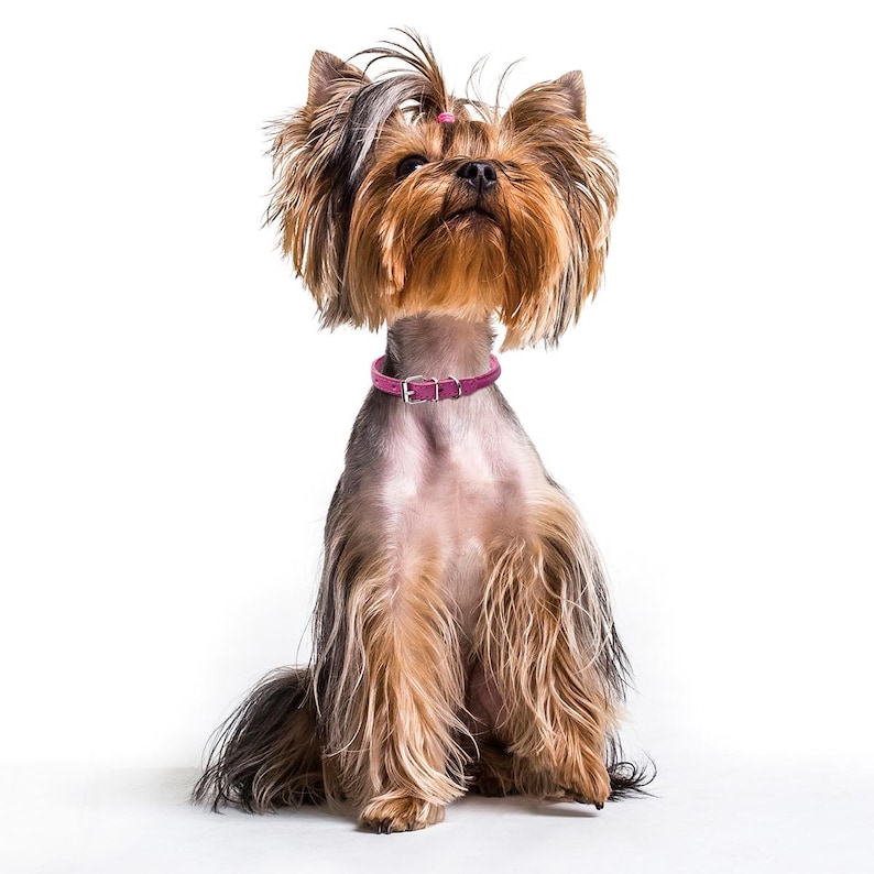 May include: A small Yorkshire Terrier dog with brown and black fur is sitting on a white background. The dog is wearing a pink collar with a silver buckle. The dog is looking up at the camera.