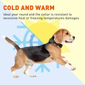 May include: A brown and black beagle dog wearing a black dog collar with a white background. The text "COLD AND WARM" is at the top of the image. The text "Ideal year round and the collar is resistant to excessive heat or freezing temperatures damages" is below the text "COLD AND WARM".