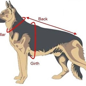 May include: Diagram of a German Shepherd dog with red lines showing measurement points for collar, back, and girth. The dog is in profile, with a black and tan coat.