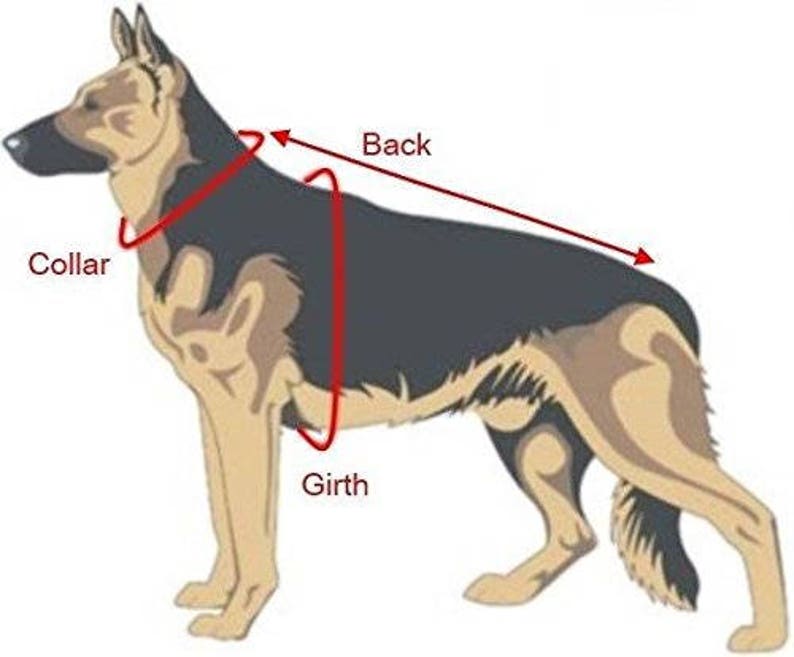 May include: Diagram of a German Shepherd dog with red lines showing measurement points for collar, back, and girth. The dog is in profile, with a black and tan coat.