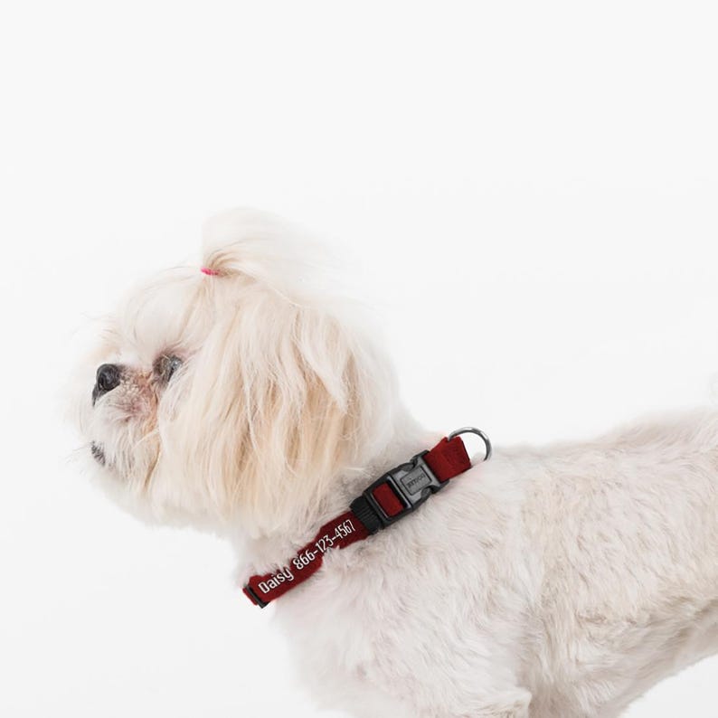 May include: A white dog with a red collar that says "Daisy 866-123-4567" on it.