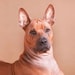 <a href='https://www.etsy.com/jp/shop/GeneralPetSupply?ref=l2-about-shopname&from_page=listing' class='wt-text-link'>GeneralPetSupply</a> のオーナー