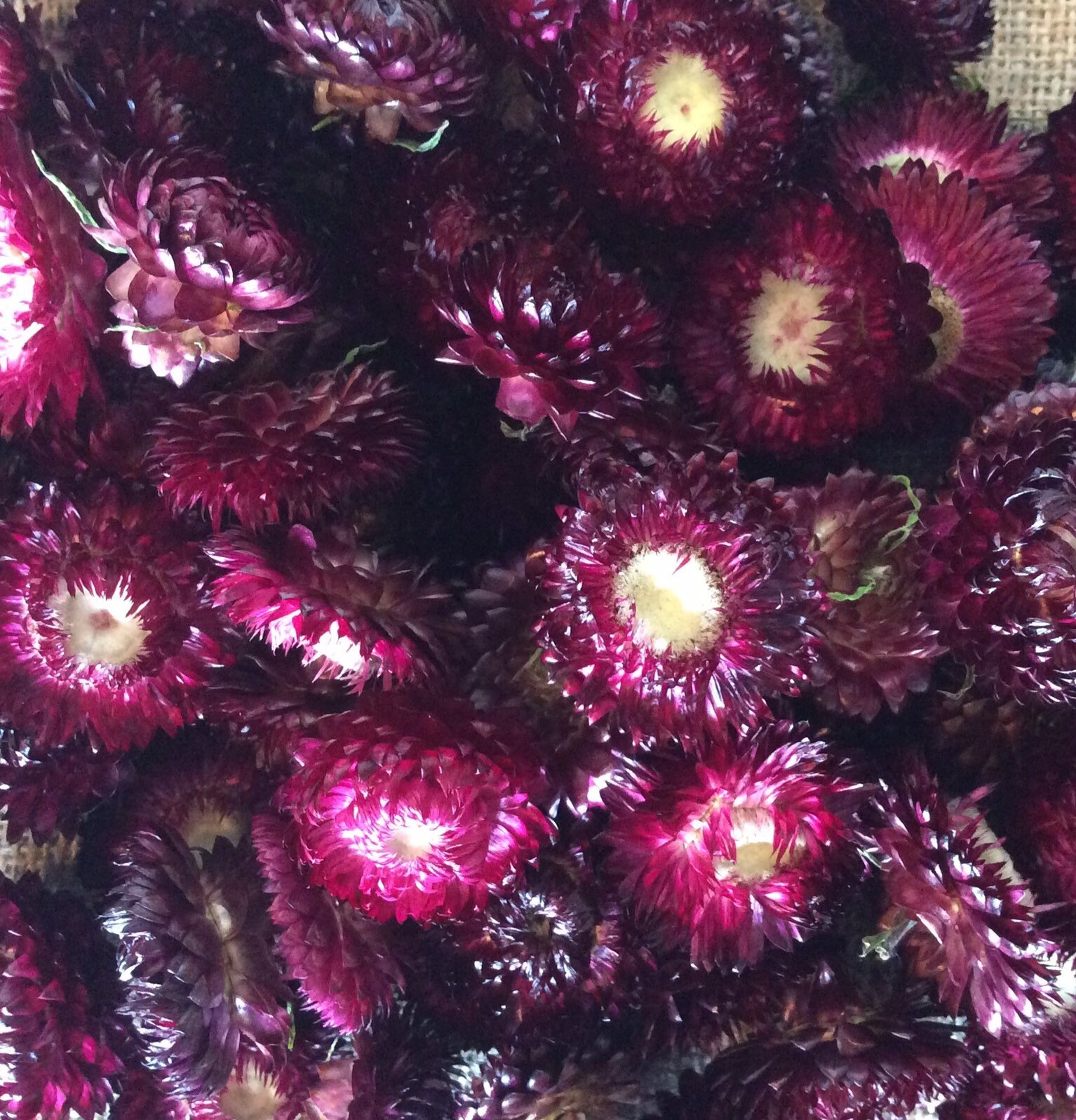 Getrocknete Strohblumenköpfe - weinrot/schwarz