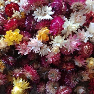 MINI getrocknete Strohblumenköpfe, gemischte Farben Bild 4