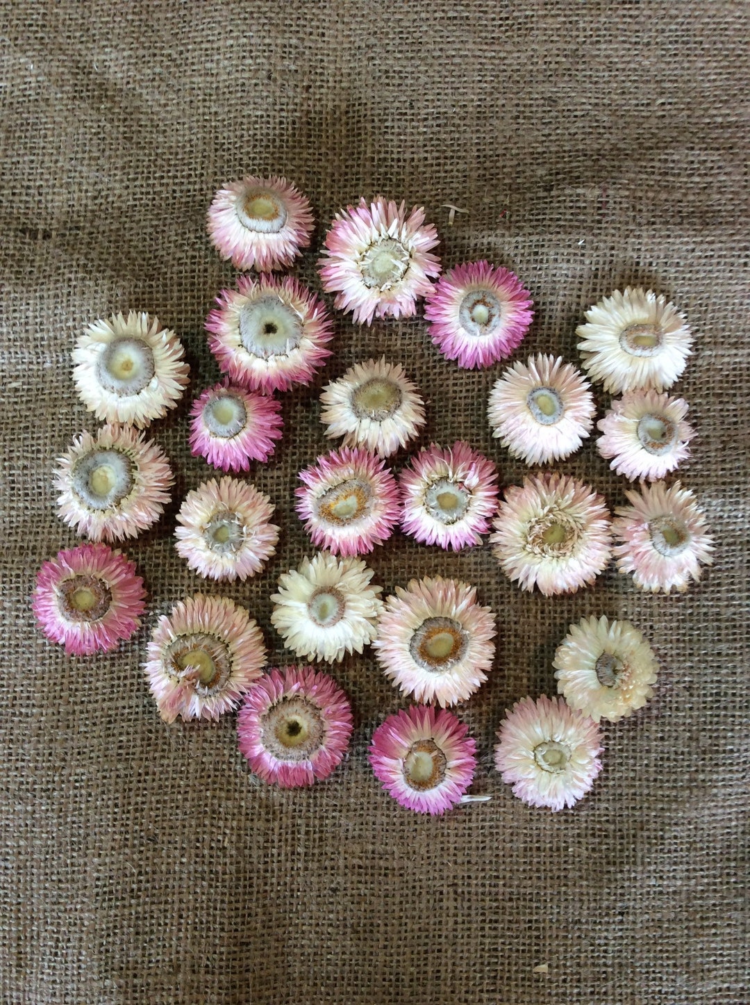 Dried OPEN Strawflower Heads Light Pink Mix Etsy
