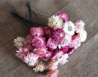 50 Dried pink/white mix strawflowers on 6-8" wires