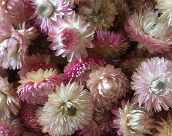 Dried strawflower heads - light pink mix