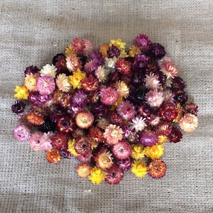 MINI - dried Strawflower heads, mixed colours