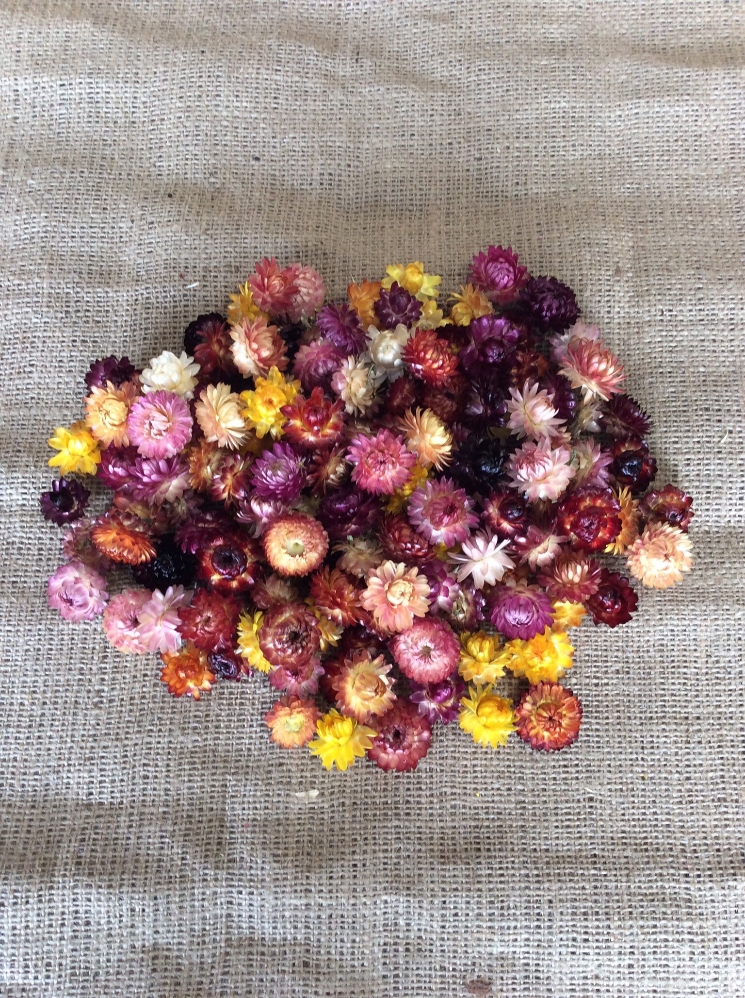 MINI Dried Strawflower Heads Mixed Colours Etsy