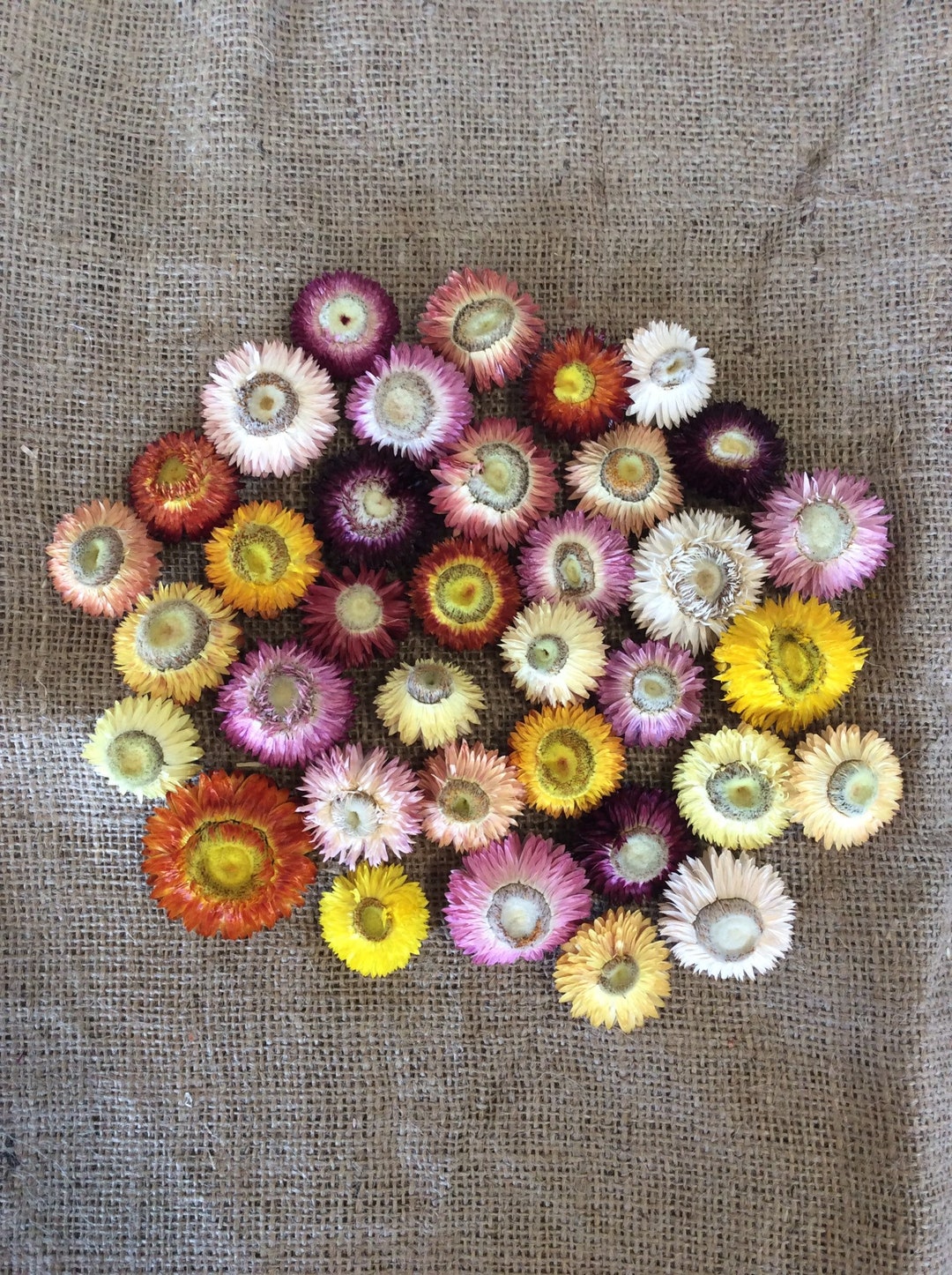 Dried OPEN Strawflower Heads Mix Etsy