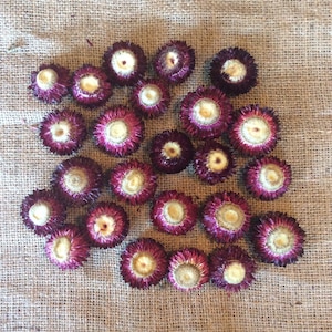 Dried OPEN strawflower heads - burgundy/black