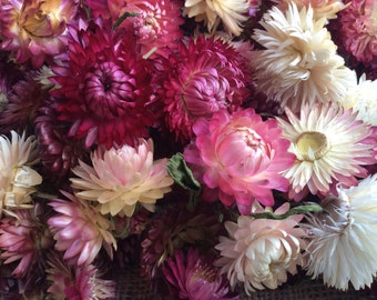 Dried strawflower heads - pink/white/burgundy mix