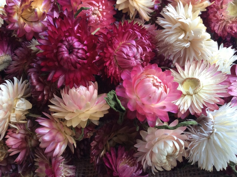 Dried strawflower heads pink/white/burgundy mix image 1