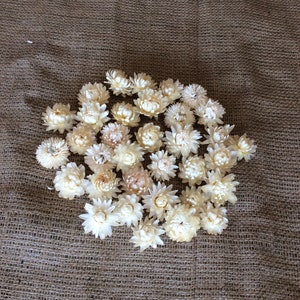 SMALL - dried strawflower heads - white/cream tones