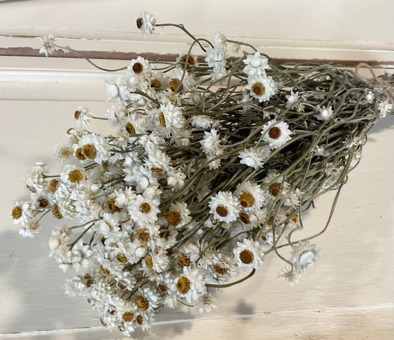dried florals - winged immobium