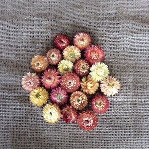 SMALL - dried strawflower heads - apricot mix