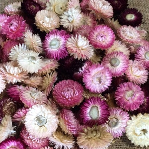 Dried strawflower heads pink/white/burgundy mix image 2