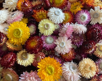 FREE SHIPPING - Mixed dried strawflower heads