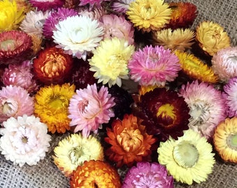 Dried Strawflower heads - mixed colours & sizes