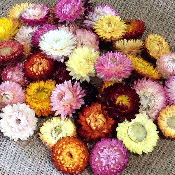 Dried Strawflower heads - mixed colours & sizes