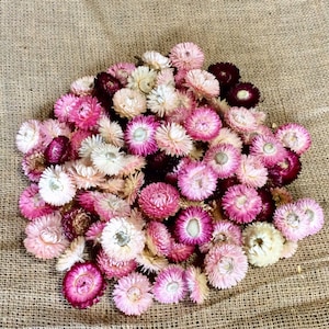 Dried strawflower heads pink/white/burgundy mix image 3