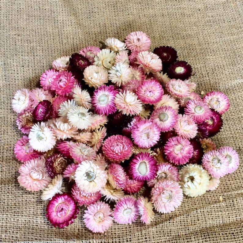 Dried strawflower heads pink/white/burgundy mix image 3