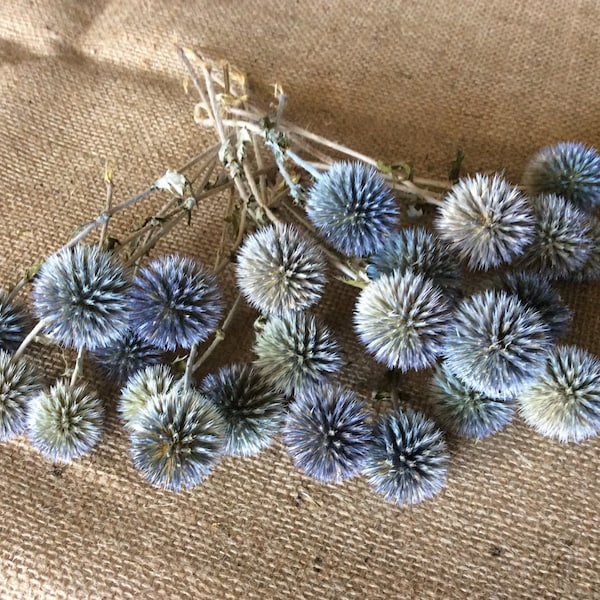 Globe Thistle balls (echinops) on short stems