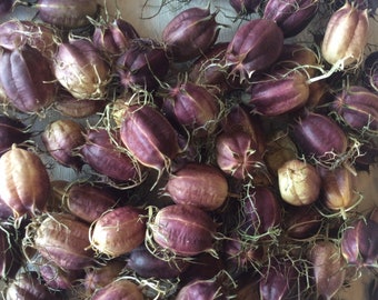 Getrocknete Nigella Schoten, weinrot