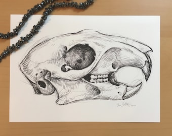 Può includere: Un disegno a matita dettagliato di uno scheletro di animale, probabilmente un coniglio o un roditore, in vista di profilo. Lo scheletro è disegnato con linee sottili e ombreggiature, mostrando i dettagli intricati della struttura ossea. Il disegno è firmato "Sha Rabb" e datato "2020".