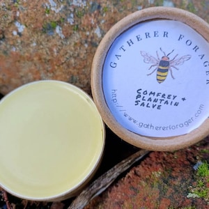 Comfrey and Plantain herbal salve for bumps and bruise