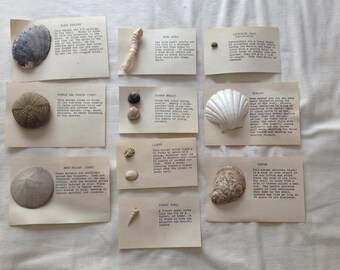 Shell Specimen Collection - 10 peices