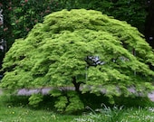 Acer Palmatum, Japanese Maple x 2 - Autumn colour Specimen plant Woodland / semi-shade small tree shrub