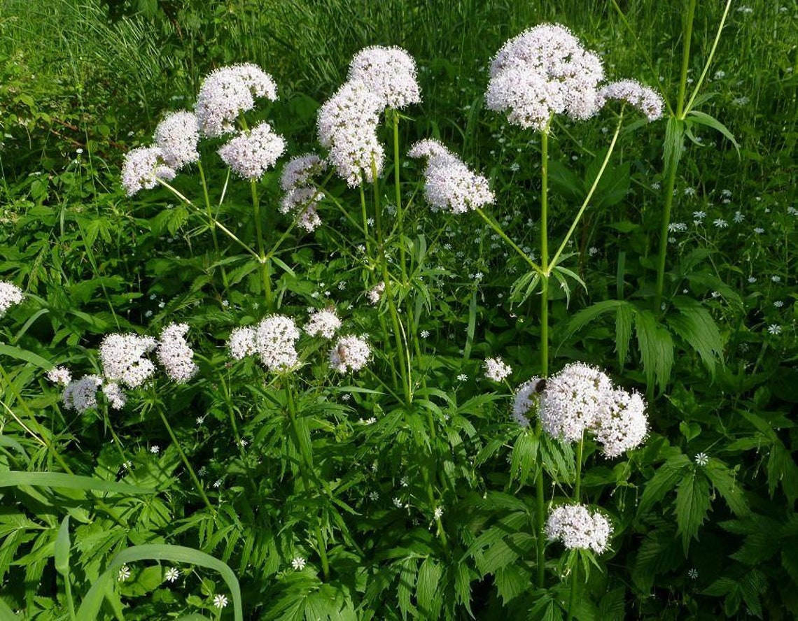 3 Valeriana officinalis plugs VALERIAN Herb Tea Medicinal Etsy