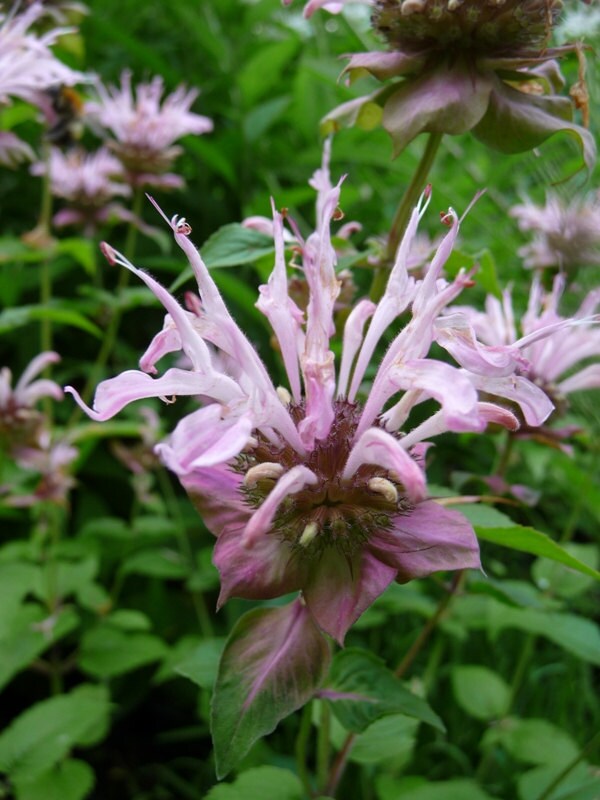 Monarda Beauty of Cobham Bee Balm Wildlife Pollinator Plant - Etsy UK
