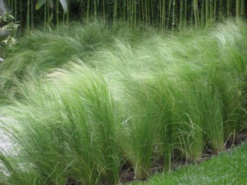 Stipa Tenuissima Grass 3plugs Semievergreen Coastal / Etsy
