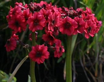 Primula japonica Miller's Crimson (3 plug plants) - Japanese bog primrose, Great marginal or pond edge woodland