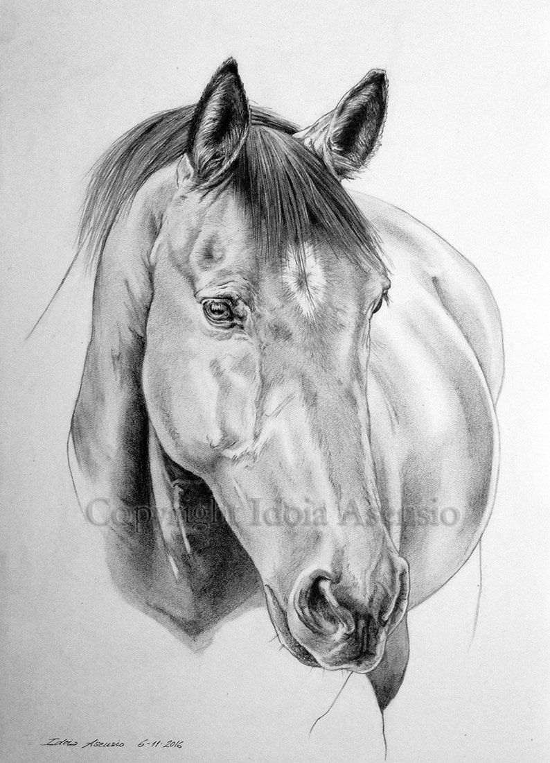May include: A black and white pencil drawing of a horse's head and neck. The horse is looking down and to the right. The drawing is very detailed and realistic.