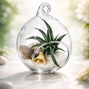 Handcrafted Glass Orb Air Plant Terrarium Kit Moss & Seashells