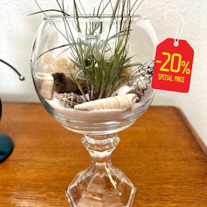 Handcrafted Glass Globe Terrarium Kit with Air Plant and Care Instructions - Indoor Garden Decor Gift Set