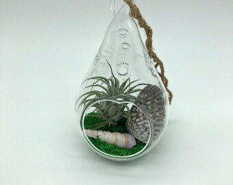 Teardrop Glass Terrarium