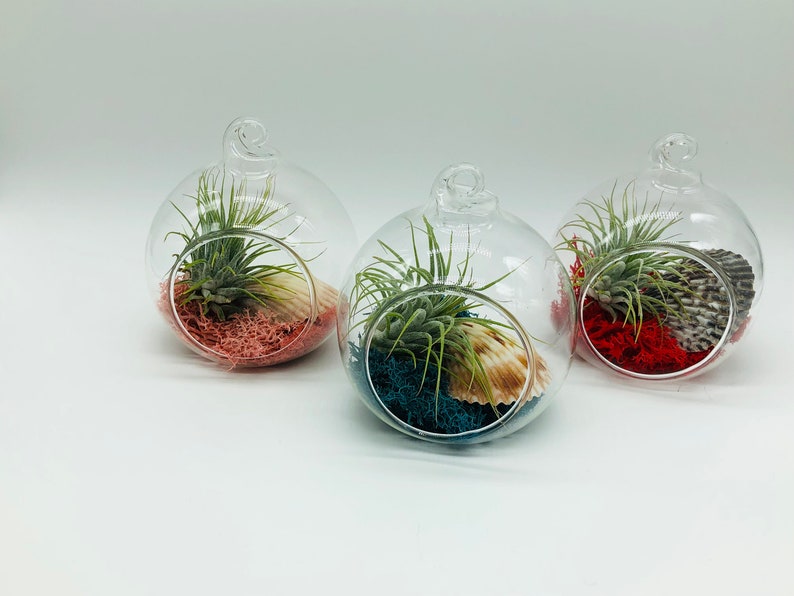 Glass Globe Terrarium Etsy